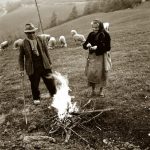 San Benedetto Belbo 1956. Contadini con le pecore ph Aldo Agnelli/Centro Studi Beppe Fenoglio